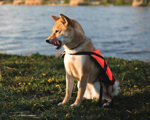 Navyline mentőmellény kutyáknak (0-8 kg)