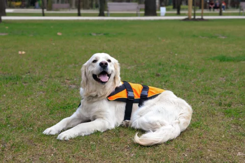 Navyline mentőmellény kutyáknak (8-15 kg)