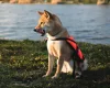 Navyline mentőmellény kutyáknak (15-40 kg)