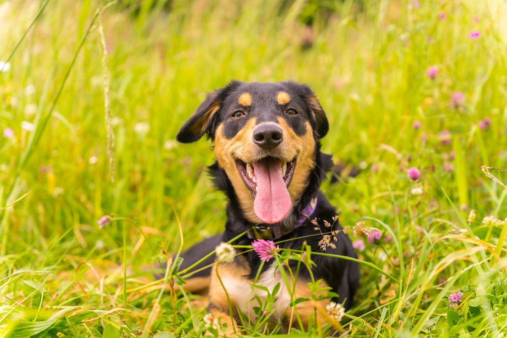 7 tipp a kutyád egészségének megőrzéséhez